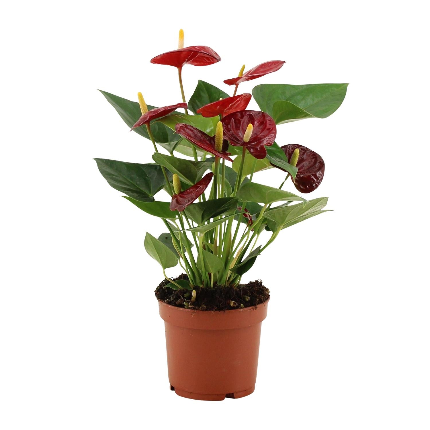 Anthurium Calon in custodia trasparente - Ø12cm - ↕36cm