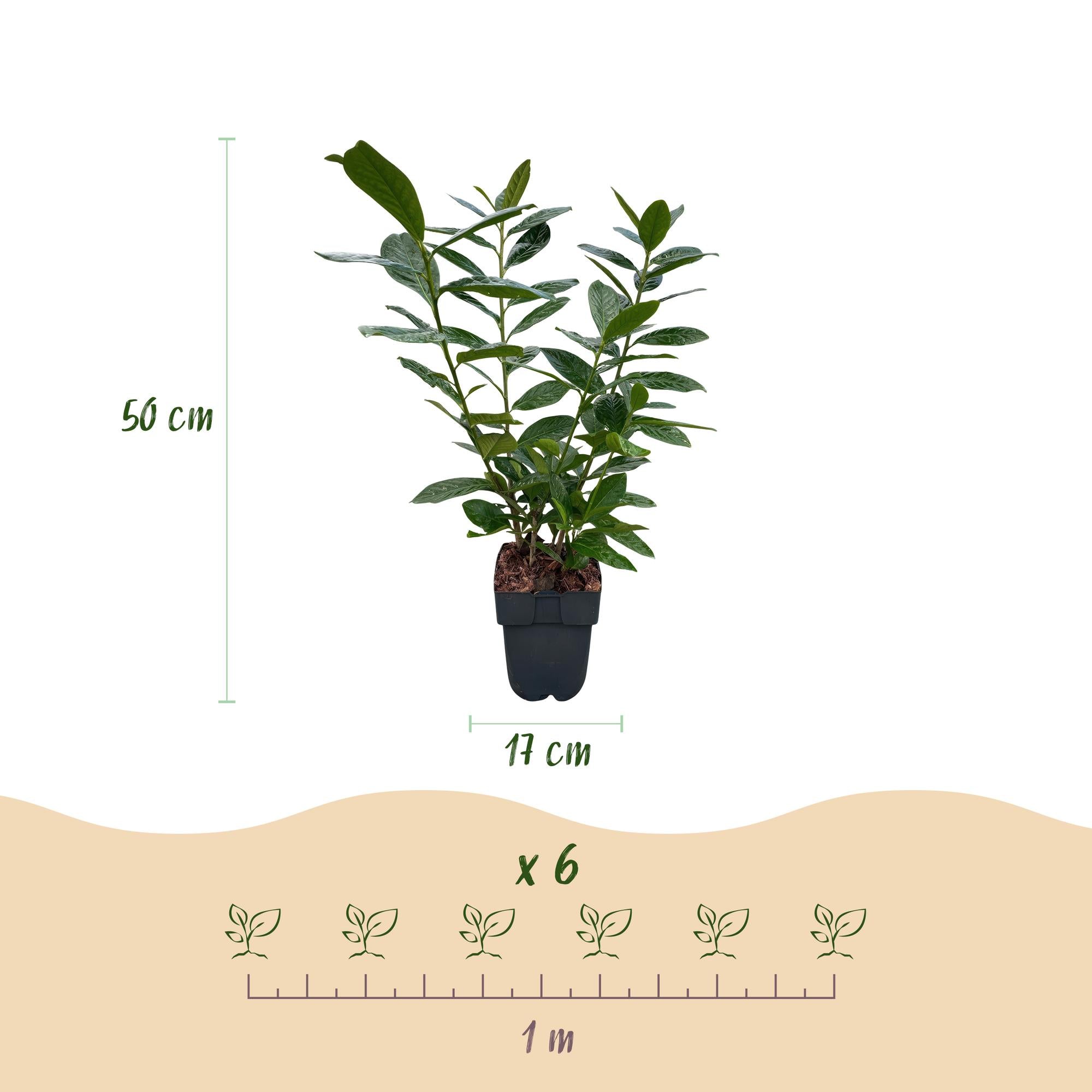 Green boutiQ – Heckenpflanzen – Prunus laurocerasus Novita – grünblättrig – 6 Pflanzen – 1 laufender Meter – immergrün – Topf 17 cm, Höhe 50 cm