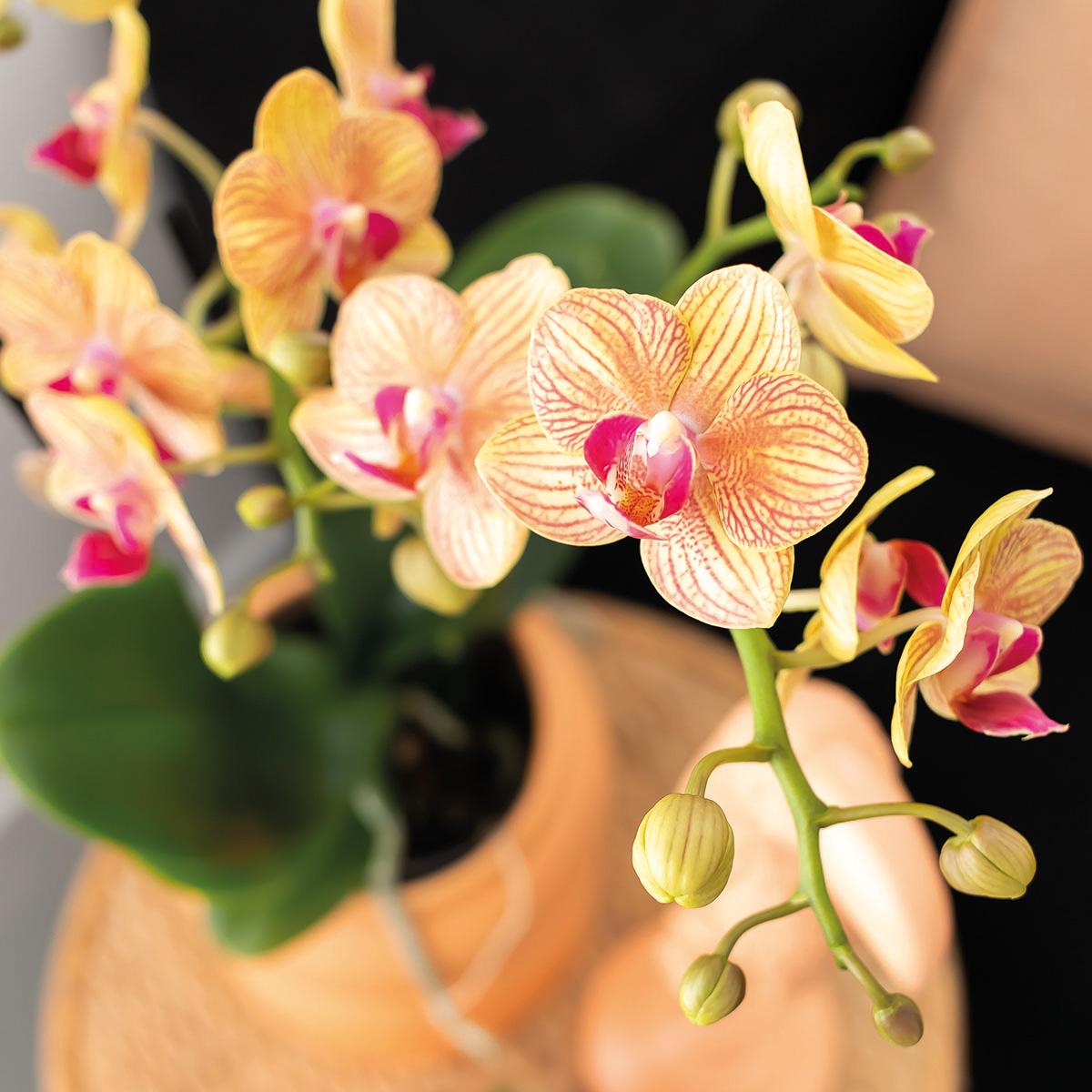 Kolibri Orchids | Gift set Optimism small peach | Green plant with orange Phalaenopsis orchid in candy decorative pots on white organic tray