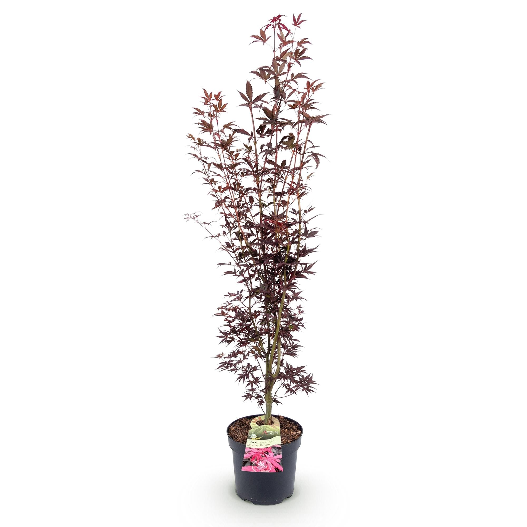 Acer palmatum Atropurpureum - Japanse Esdoorn - Bladverliezend - Paars - 1 - Pot 26cm - Hoogte 90cm