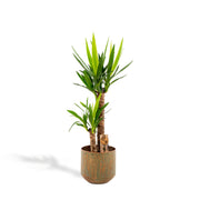 Yucca con vaso - ↨100cm - Ø21cm