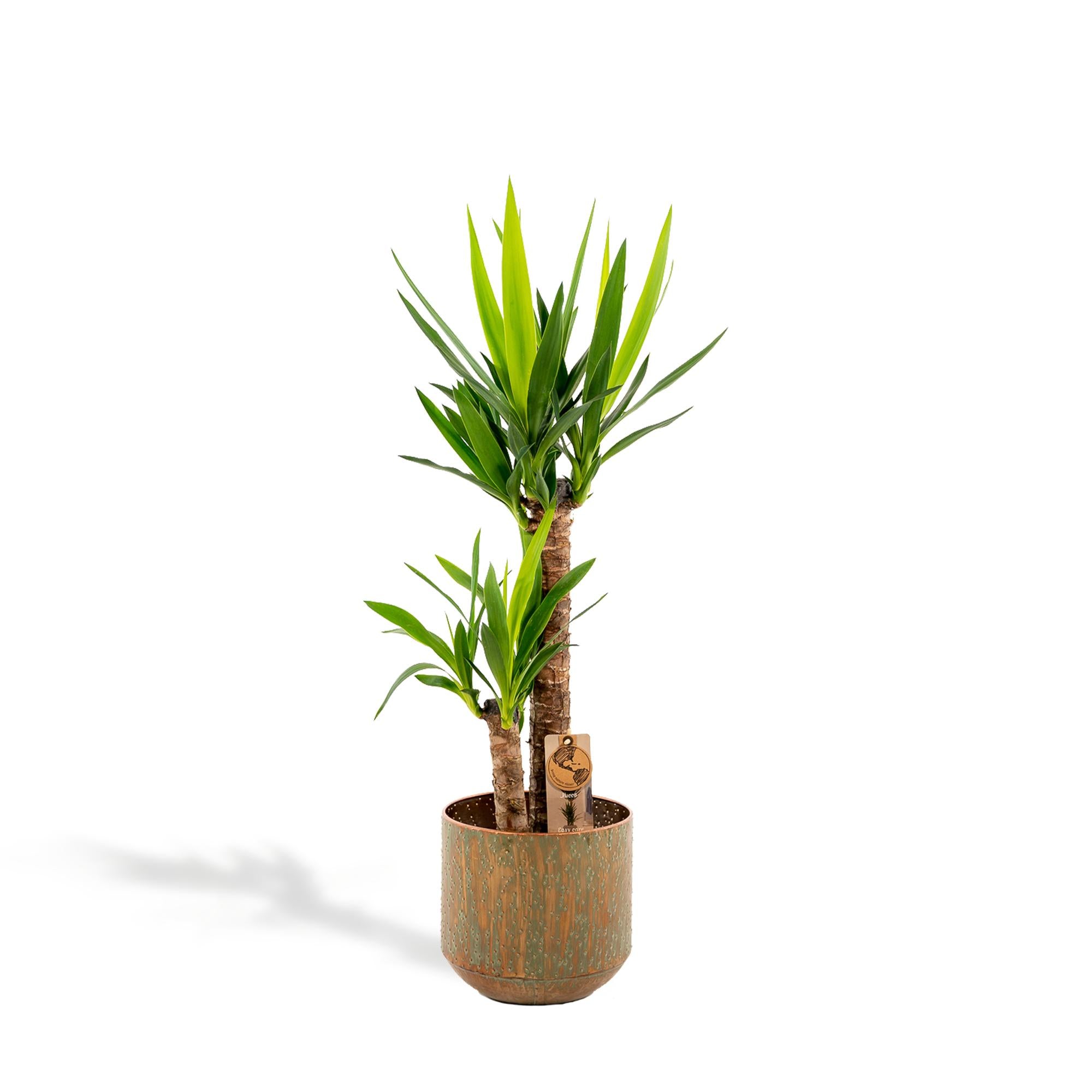 Yucca con vaso - ↨100cm - Ø21cm