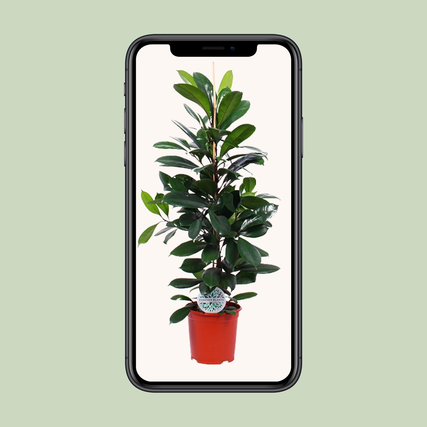 Ficus Cyathistipula – Ø21cm – ↕105cm