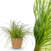 Cyperus alternifolius Zumula - Kattengras - Huisdiervriendelijke Plant - Groen - 1 Plant - met Mand - Pot 12cm - Hoogte 20cm