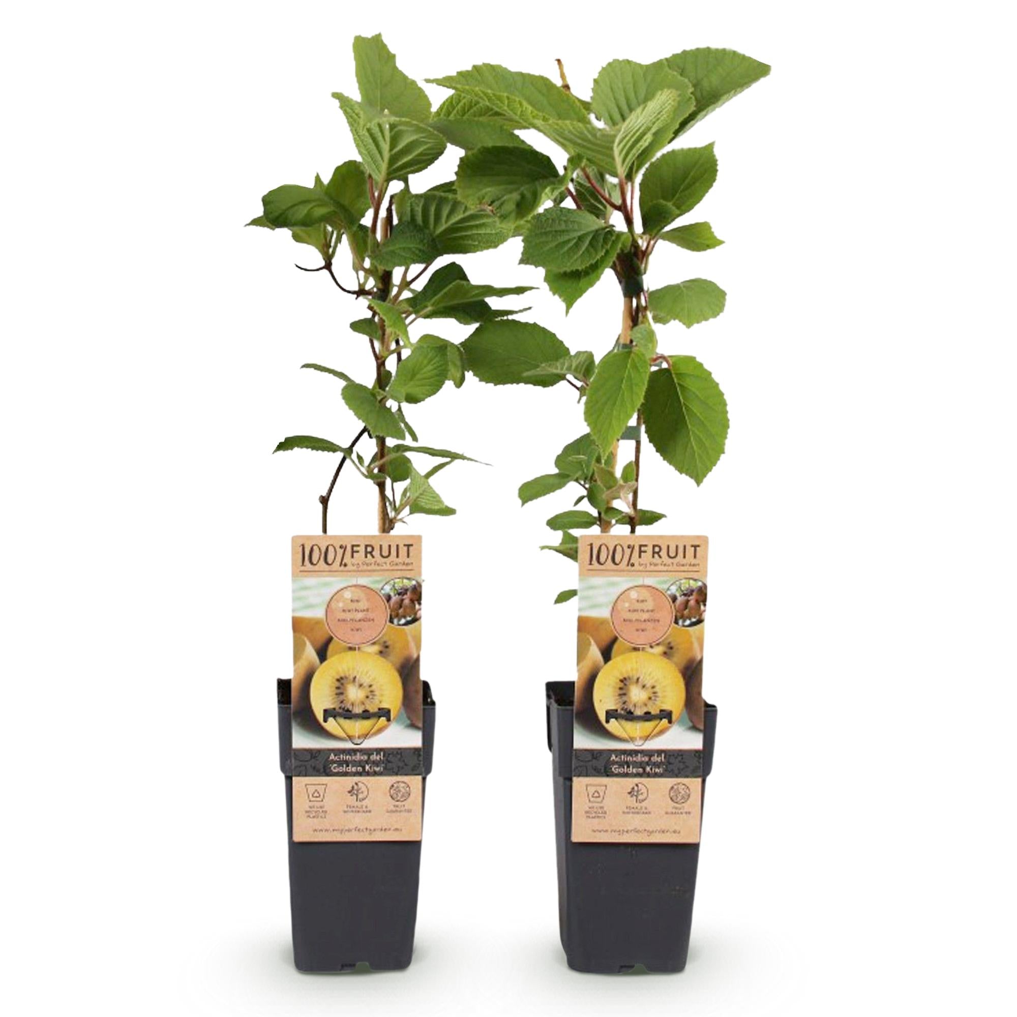 Green boutiQ - Pianta da frutto - Kiwi giallo - Actinidia deliciosa Kiwi dorato - Frutto giallo - 2 piante - Vaso 15 cm Altezza 50 cm