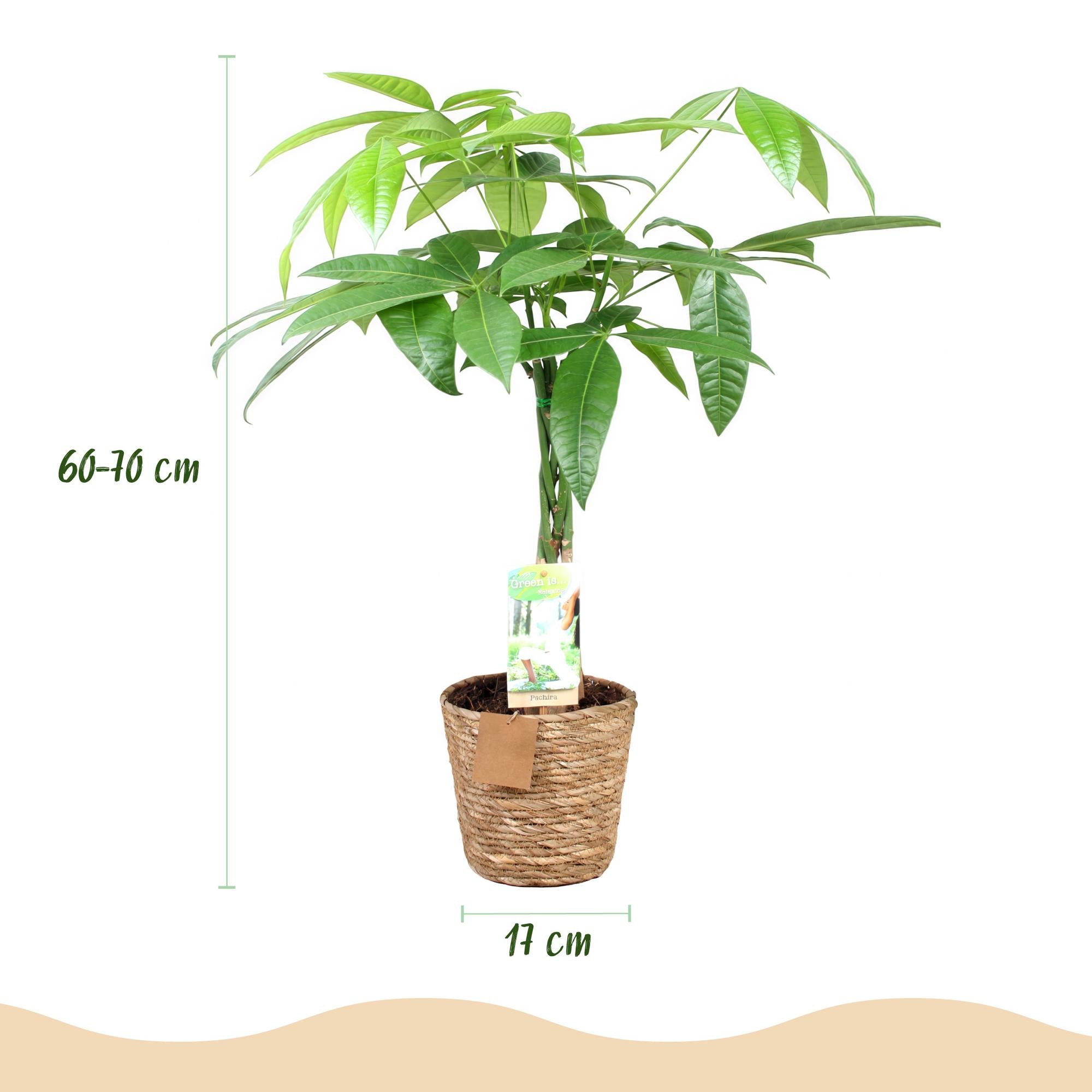Pachira Aquatica gevlochten stam - Geldboom - met mand - Pot 17cm - Hoogte 60-70cm 2x