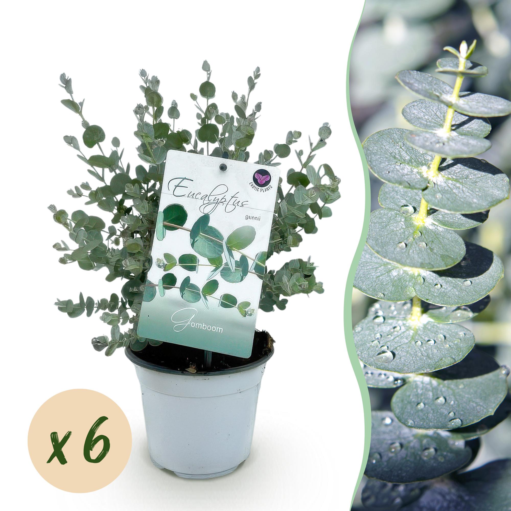 Eucalyptus boom - Eucalyptus gunni  - Grijs - 6 Planten - Winterhard - Pot 14cm Hoogte 30cm
