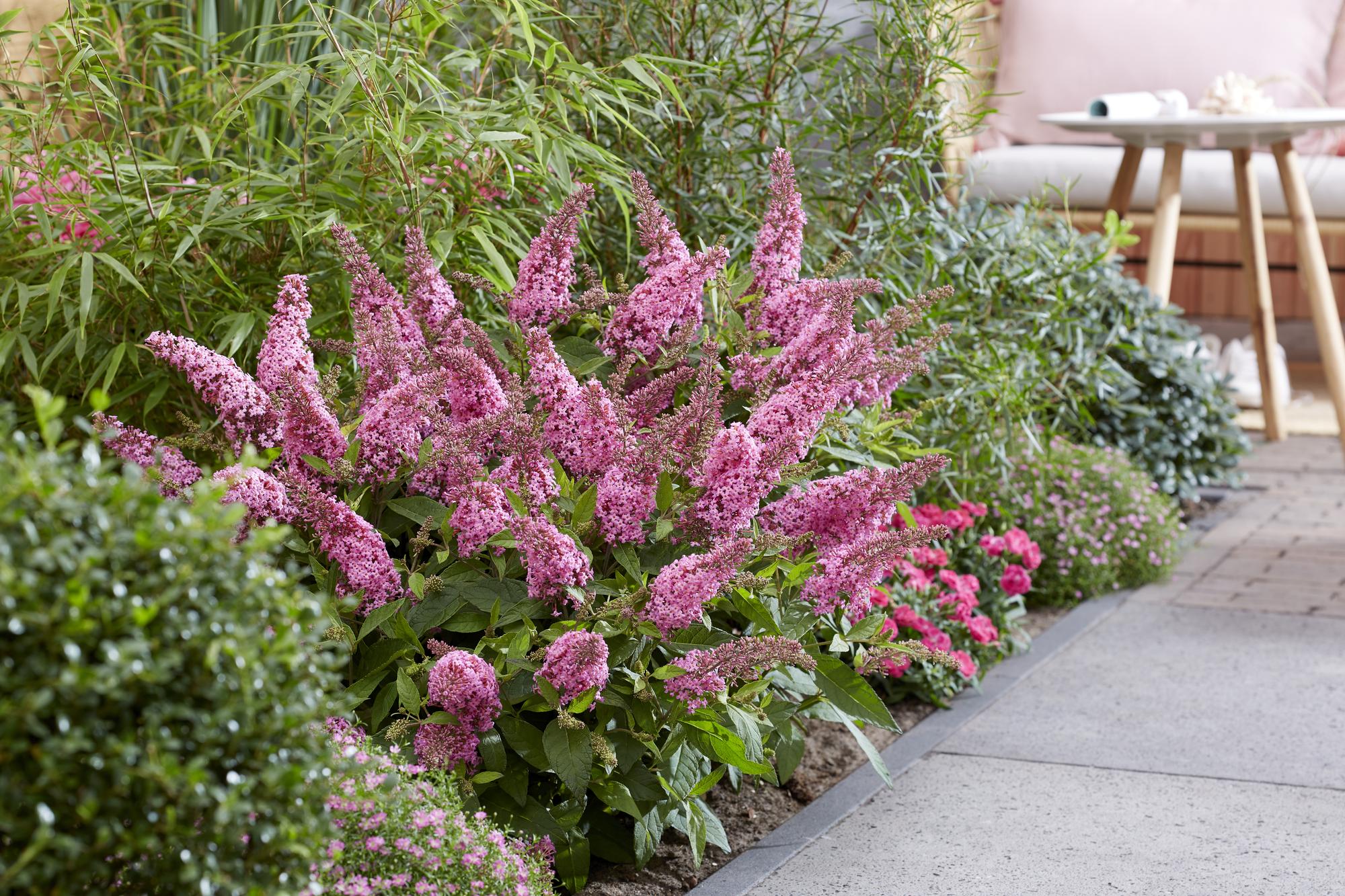 Buddleja davidii Butterfly Candy Little Pink - Vlinderstruik - Compact - Roze - 1 Plant - Pot 12cm - Hoogte 20-25cm