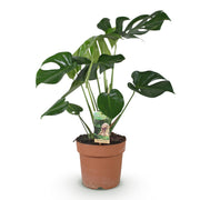 Monstera Deliciosa - Gatenplant - Pot 21cm - Hoogte 70-80cm