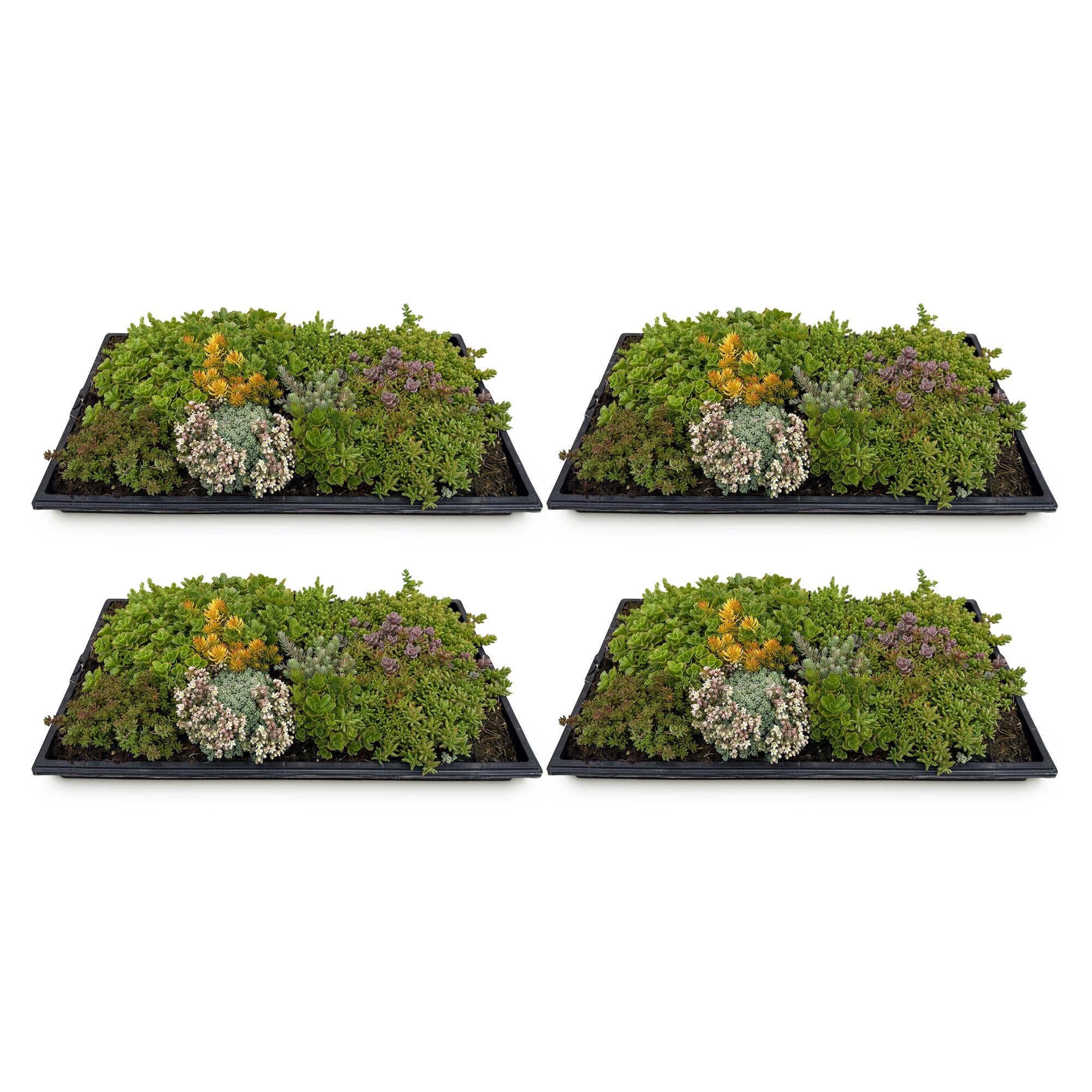 Sedum mat - Bestaat uit 10 soorten - X4 - Weinig Onderhoud - Lengte 50 Breedte 30