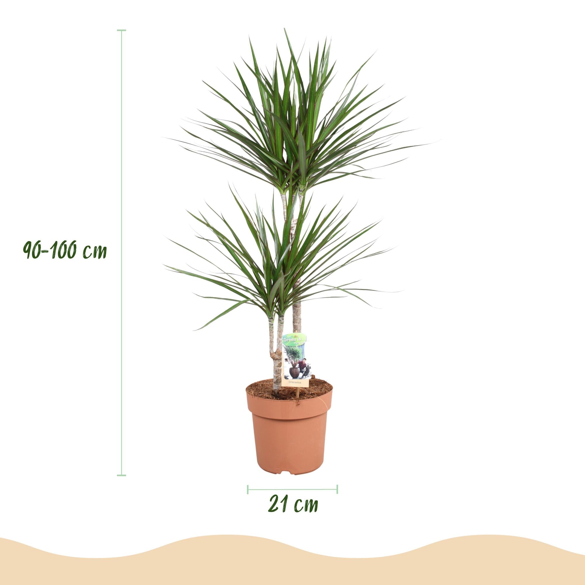 Dracaena Marginata - Drakenbloedboom - Weinig onderhoud - Groen - 1 Plant - Pot 21cm - Hoogte 90-100cm
