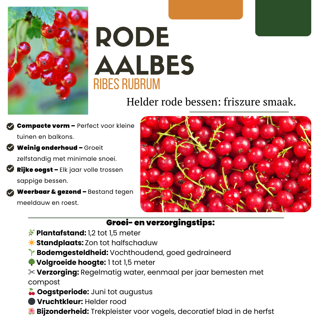 "Fruit Oasis" Bio-Obstpflanzenmischung, Set mit 5 verschiedenen Sorten