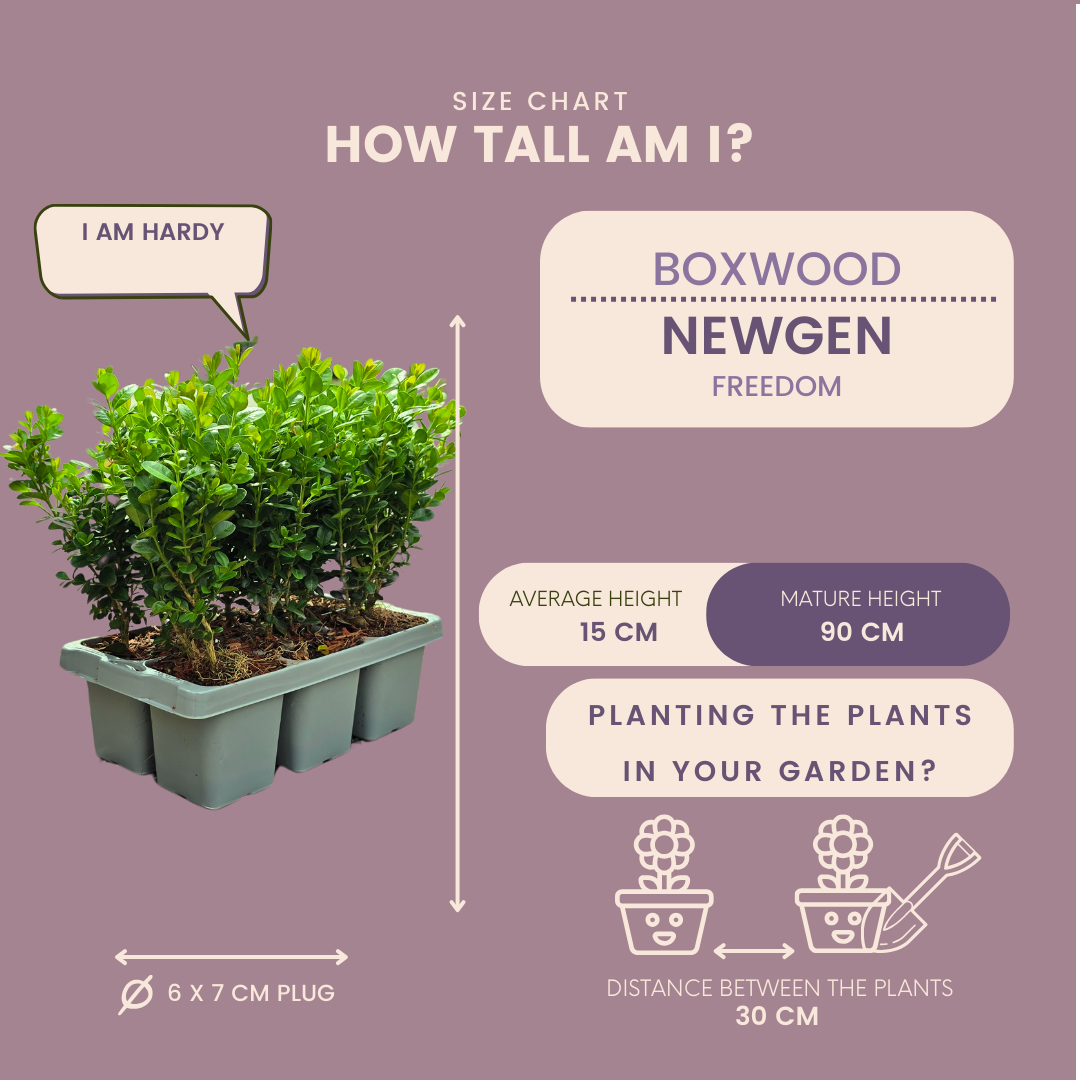 2 x 6er-Pack Buxus NewGen Freedom – Winterharte, immergrüne Sträucher 12 x Ø7 cm - ↕15 cm | Kompakter Buchsbaum