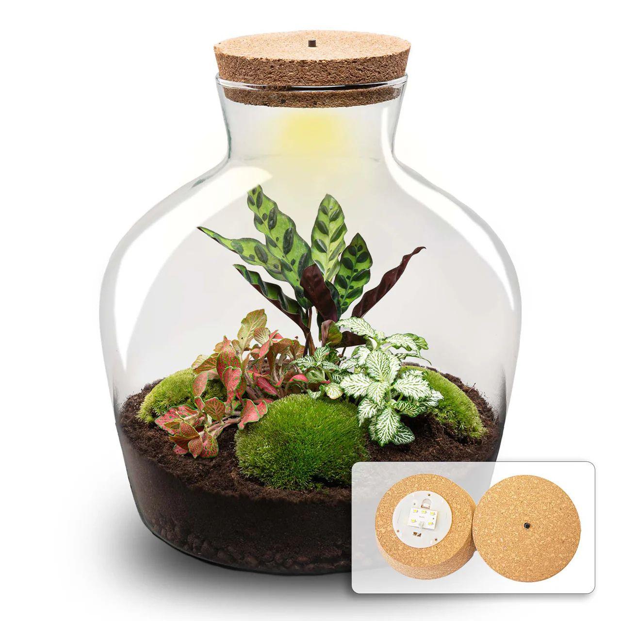 DIY-Terrarium – Fat Joe Red – ↕ 30 cm