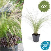 6x Stipa tenuissima 'Queues de cheval' - ↕10-25cm - Ø9cm