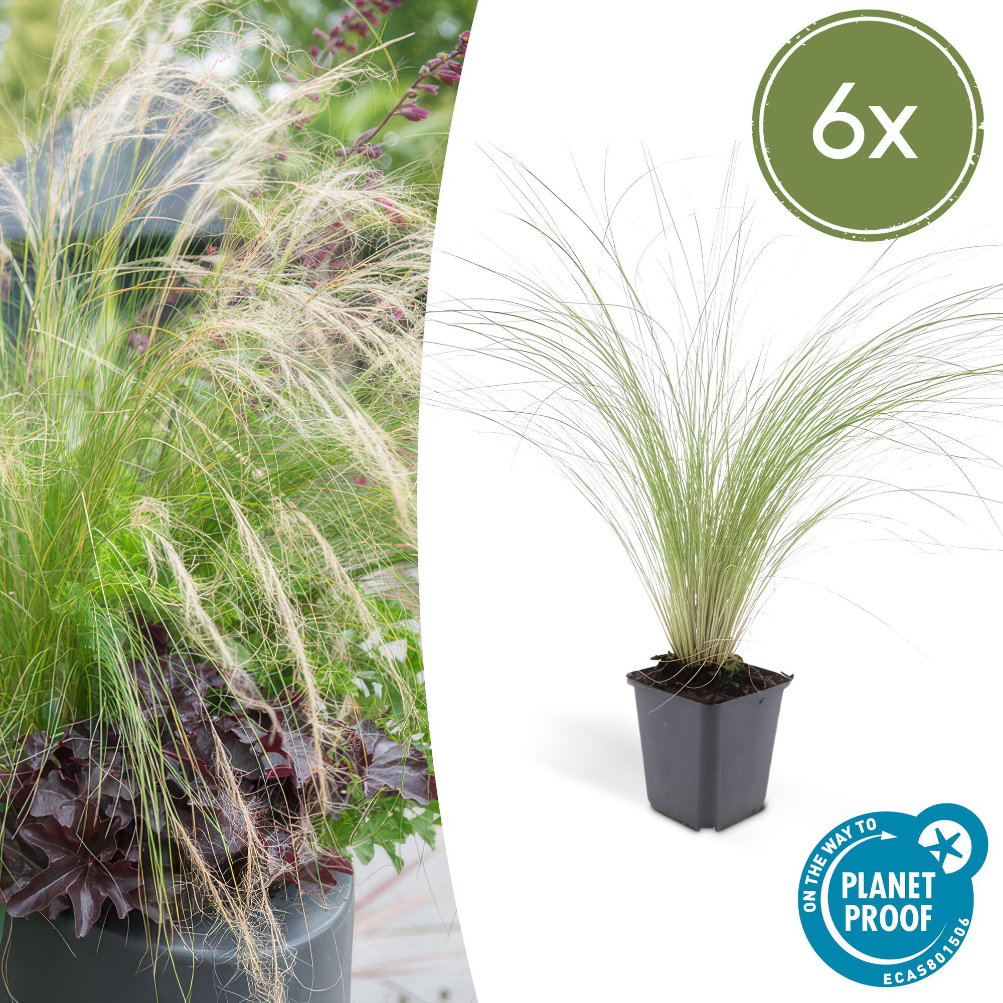 6x Stipa tenuissima 'Queues de cheval' - ↕10-25cm - Ø9cm