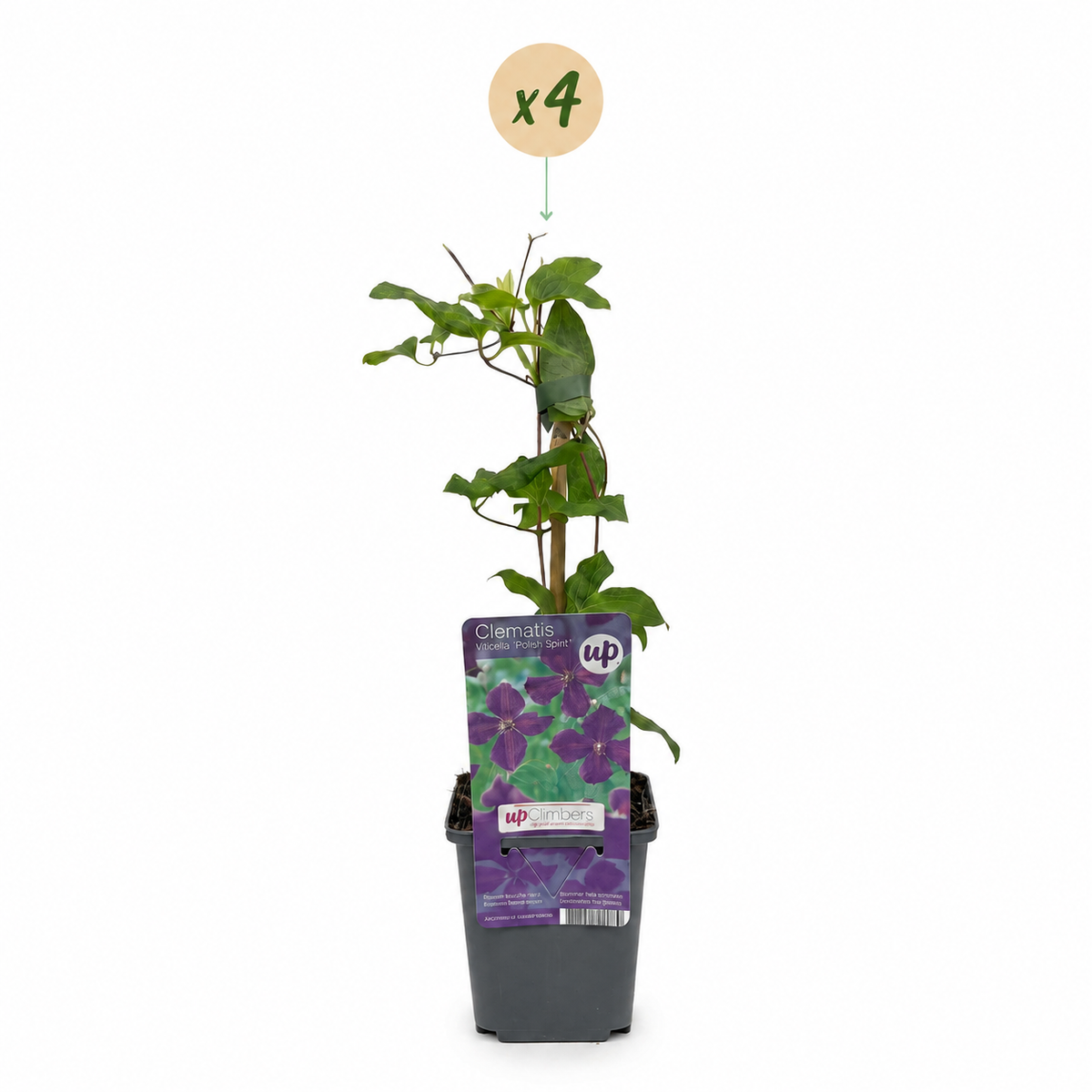 Clematis Viticella Polish Spirit - Bosrank 4x - Paars - Klimplant - Ø9cm - ↕35cm