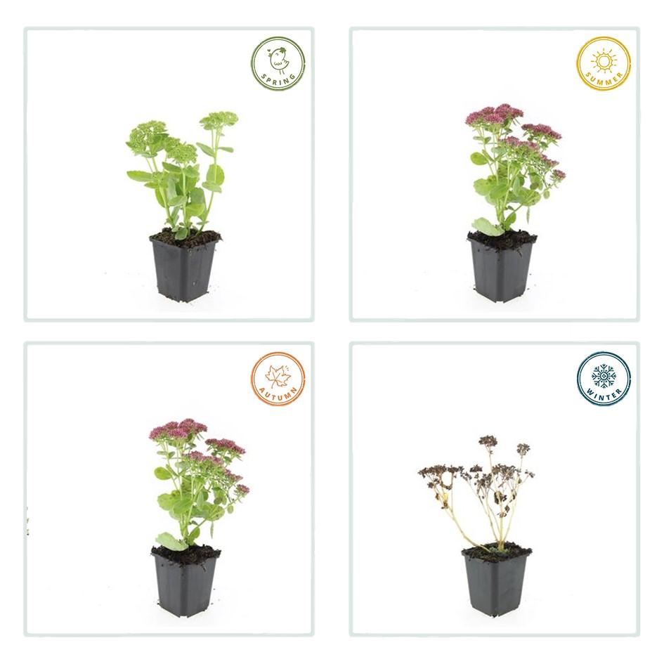 24 Sedum 'Herbstfreude' - ↕10-25cm - Ø9cm