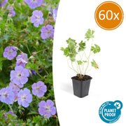 60x Géranium Rozanne - ↕10-25cm - Ø9cm