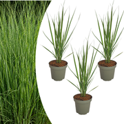 3x Panicum virgatum ‘Northwind’ – Sterk opgaand siergras met strakke groeivorm | Potmaat 12 cm