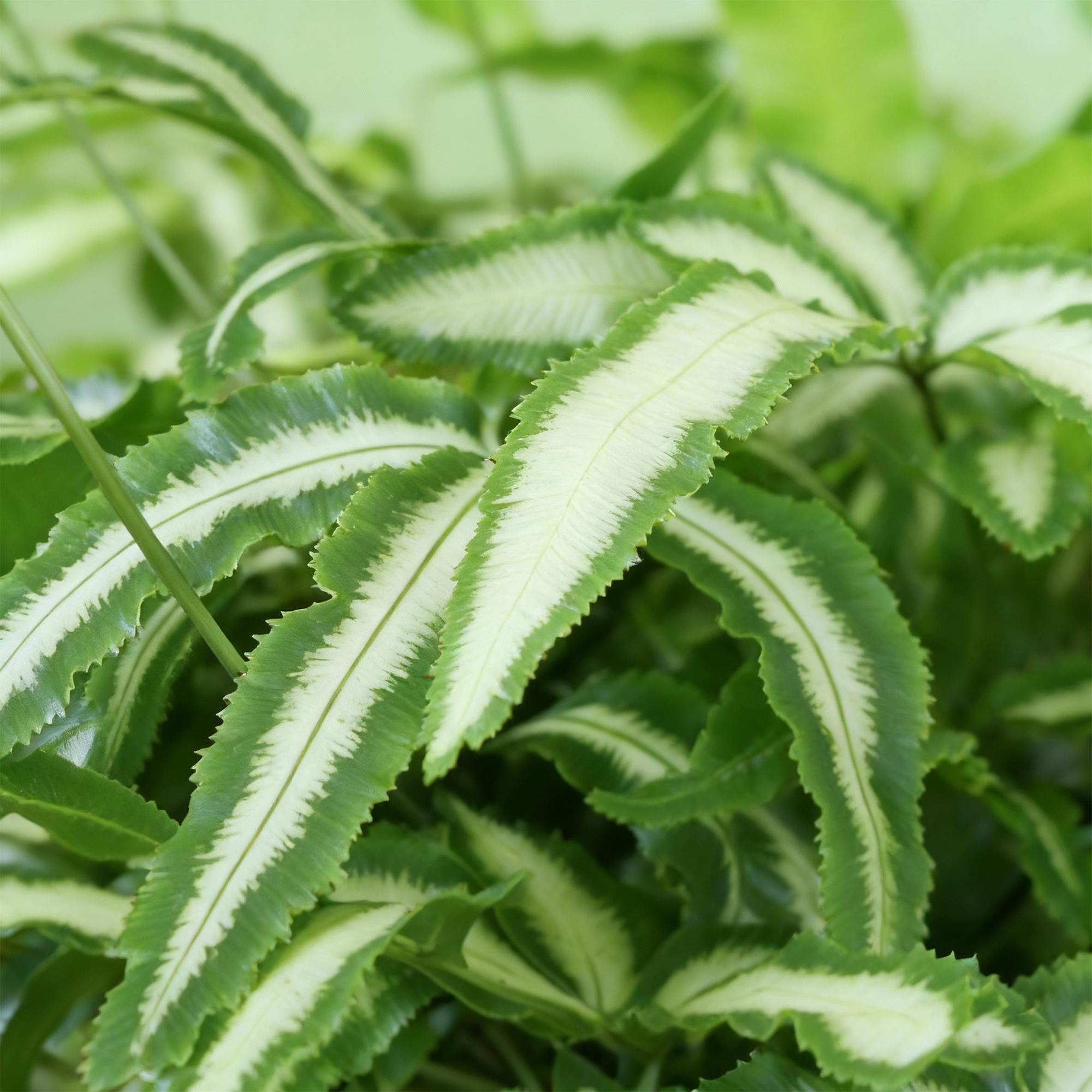 Pteris cretica Albolineata - Lintvaren - Huisdiervriendelijke Plant - Groen - 1 Plant - met Potter Wit - Pot 12cm - Hoogte 20cm