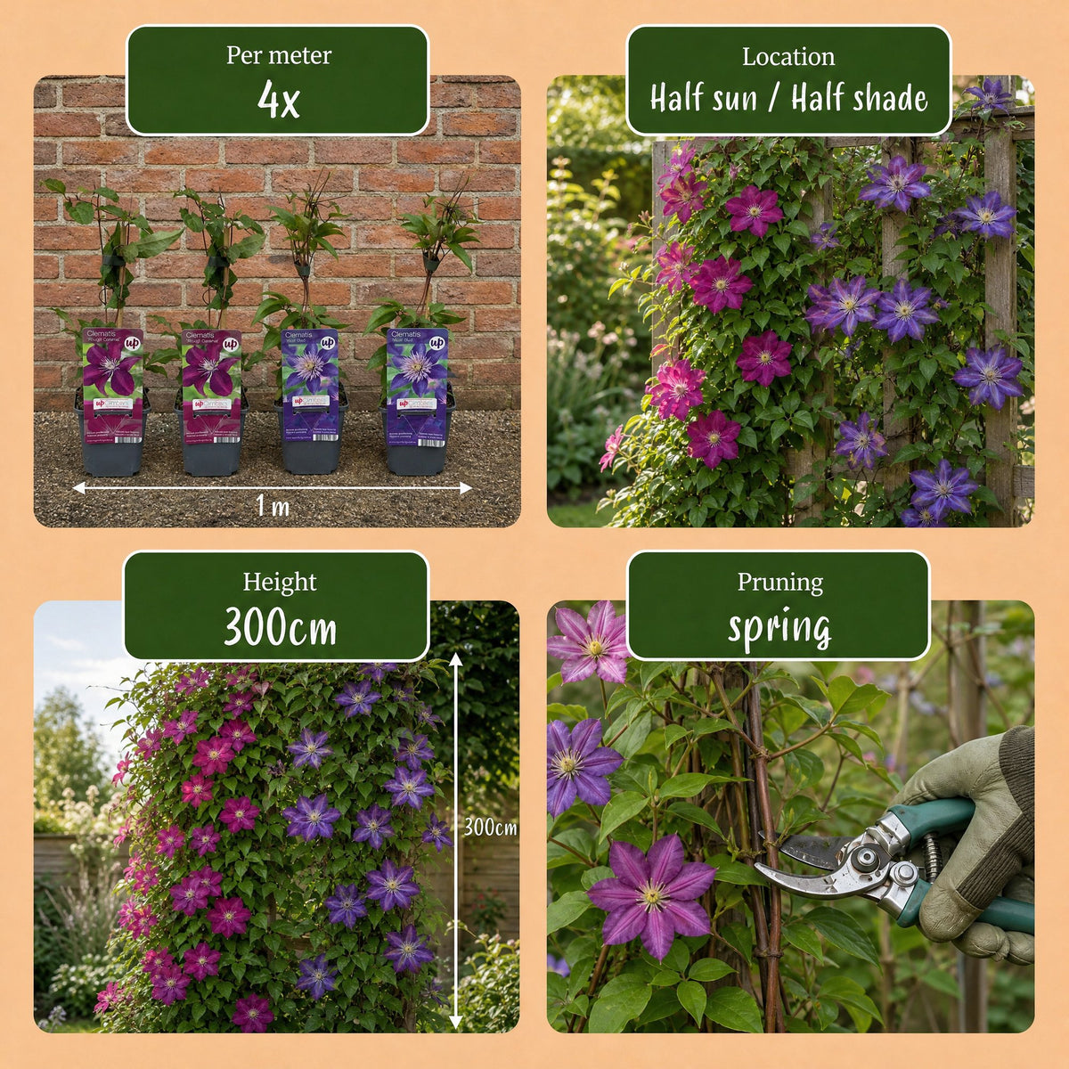 Clematis Duo Blue & Red - Bosrank Duo Blauw & Rood 2x - Blauw - Rood - Klimplant - Ø9cm - ↕35cm