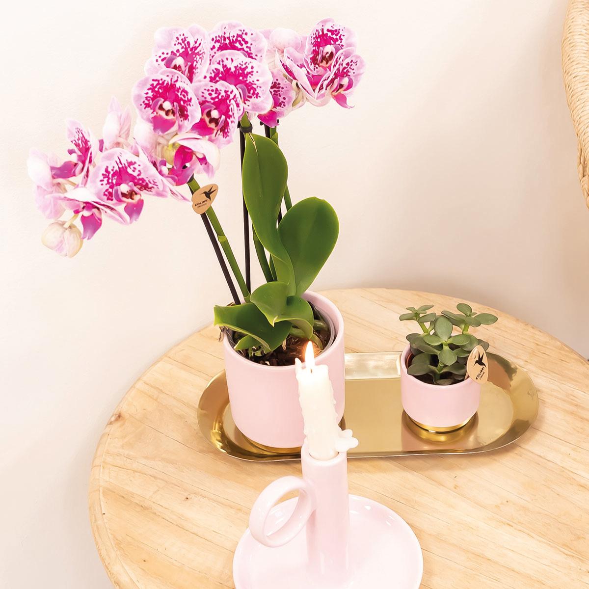 Kolibri Orchids | Roze paarse phalaenopsis orchidee potmaat Ø9cm | El Salvador | bloeiende kamerplant - vers van de kweker