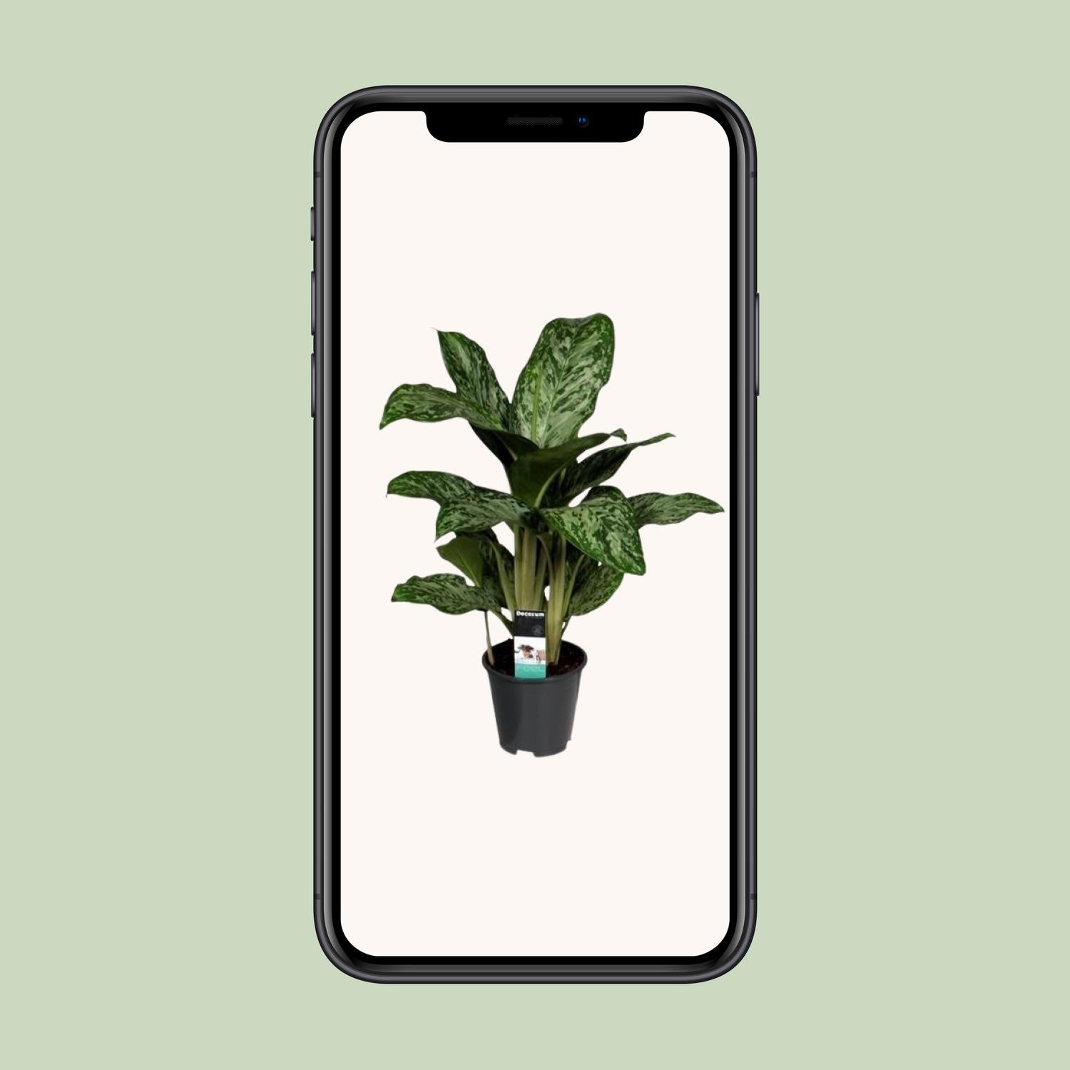 Aglaonema Luz Verde (Decorum) - Ø17cm - ↕60cm