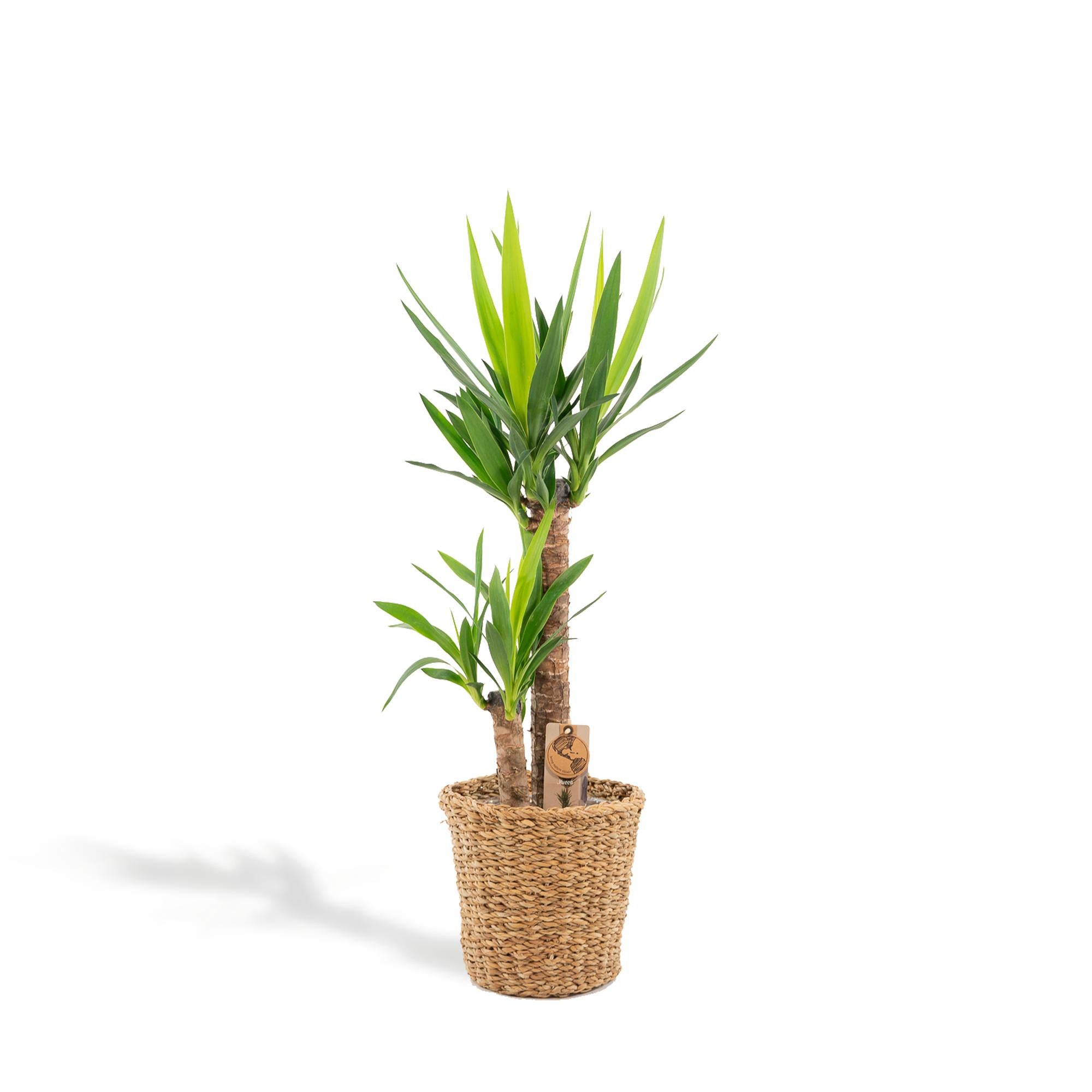 Yucca con cestino - ↨100cm - Ø21cm