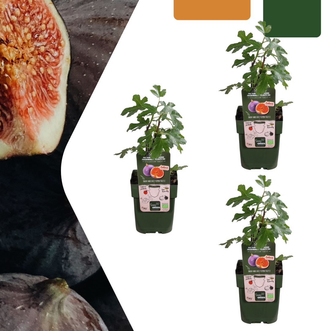 3 higueras orgánicas - Ø 13 cm - ↨ 20 cm