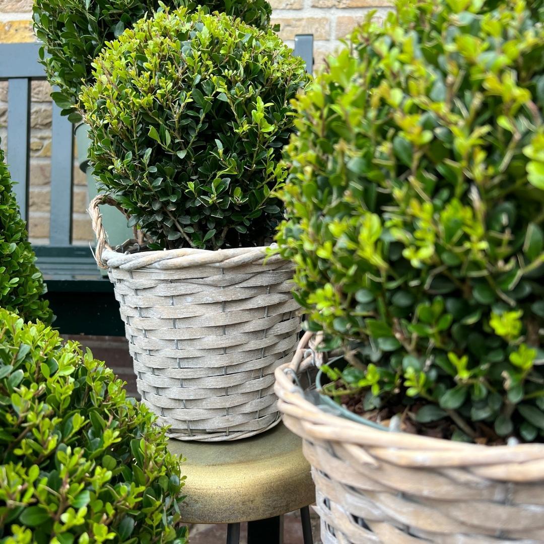 2 bulbos de Ilex crenata 'Jenny' en cesta de mimbre | Juego de 2 | 20 cm de diámetro
