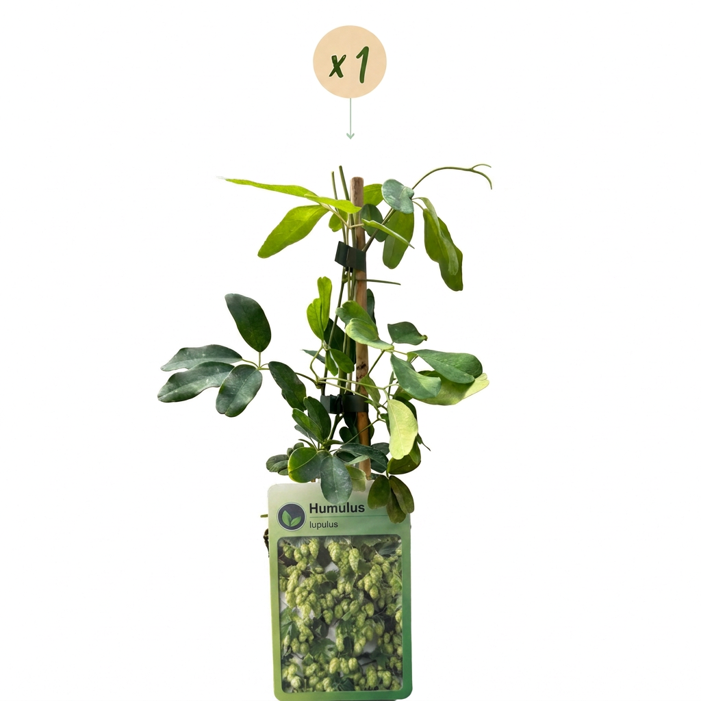 Humulus lup. Nordbrau - Noordbrouwhop - Groen - Klimplant - Ø9cm - ↕35cm