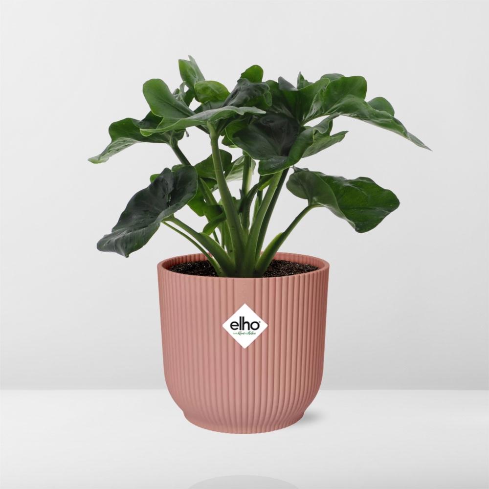 Philodendron Atom in ELHO Vibes Fold 14cm pink