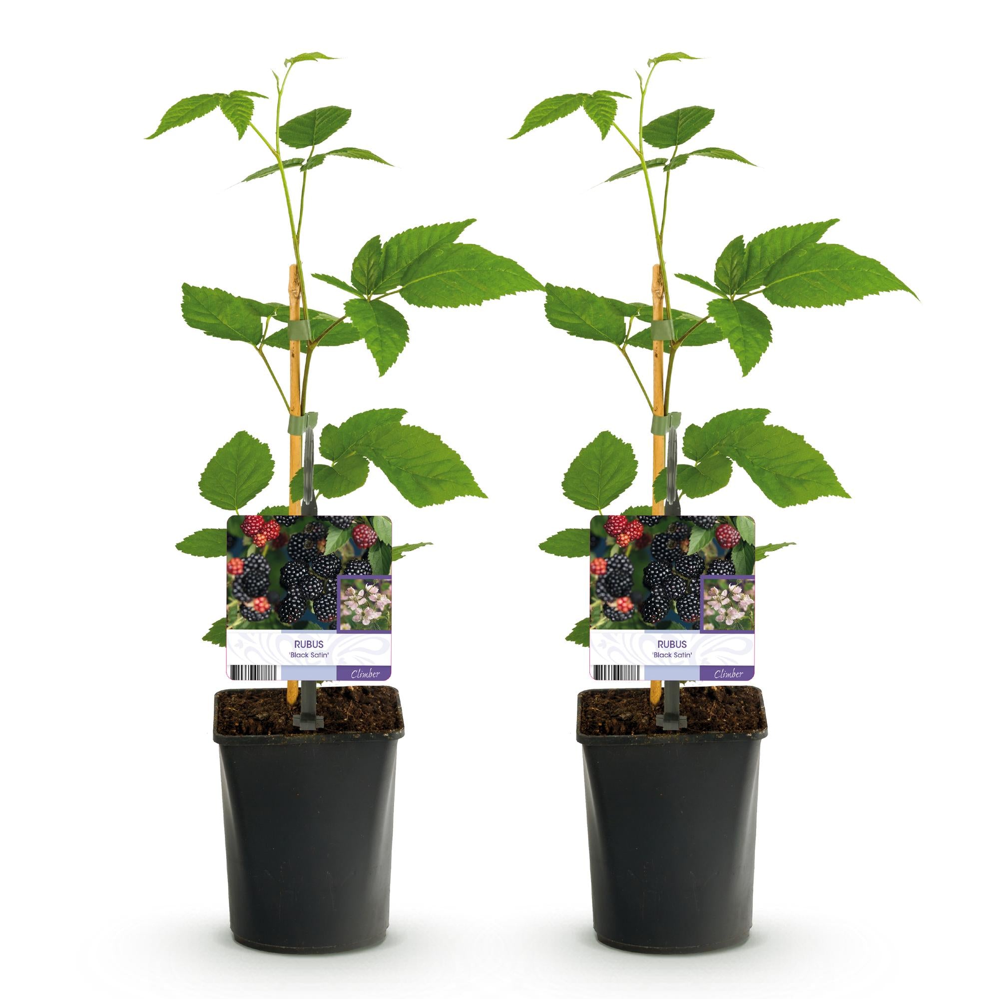 Green boutiQ - Pianta da frutto - Mora - Rubus Black Satin - Mora - Senza spine - 2 piante - Vaso 11 cm Altezza 40 cm