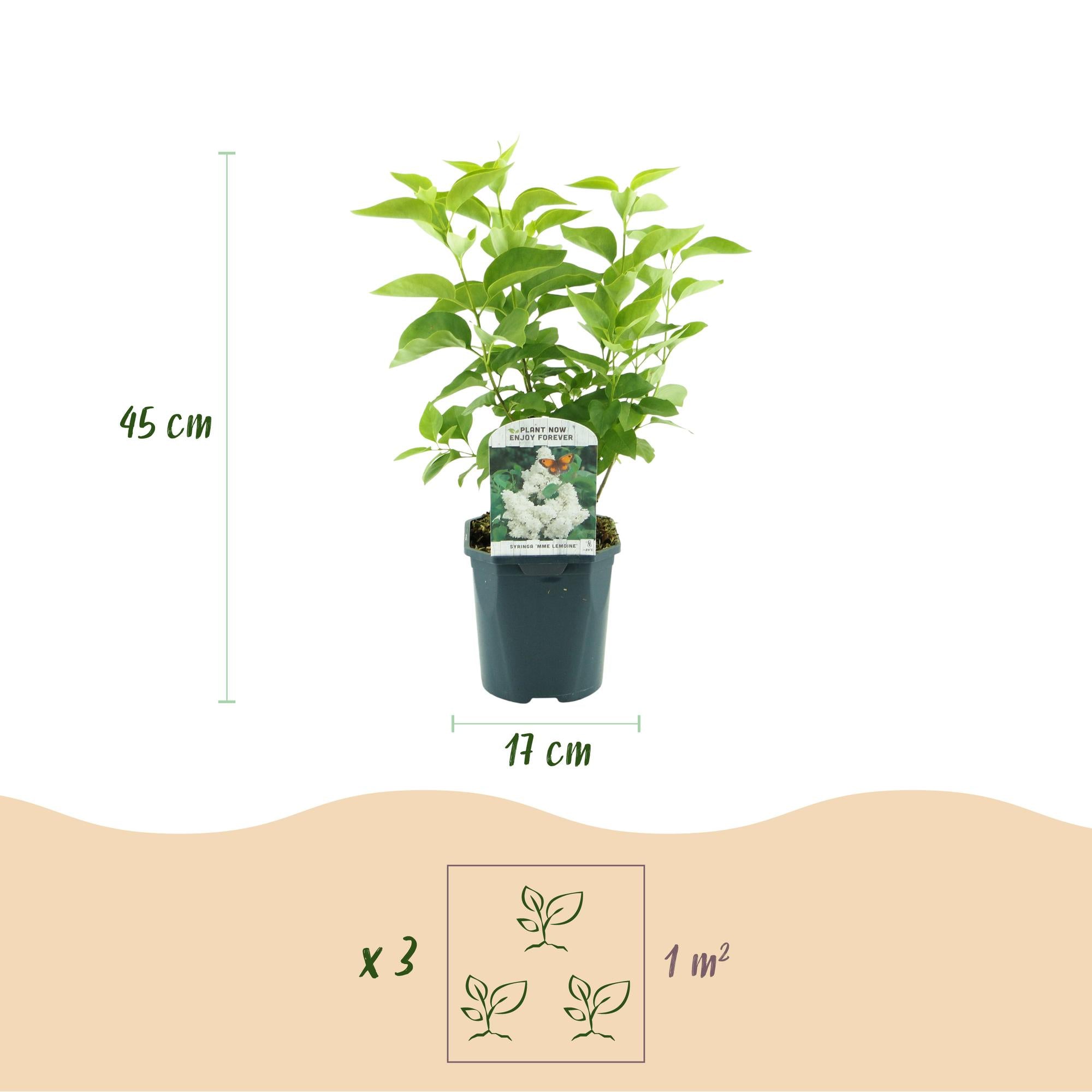 Syringa vulgaris mme Lemoine - Gewone Sering - Winterhard - Wit - 1 Plant - Pot 17cm - Hoogte 45cm