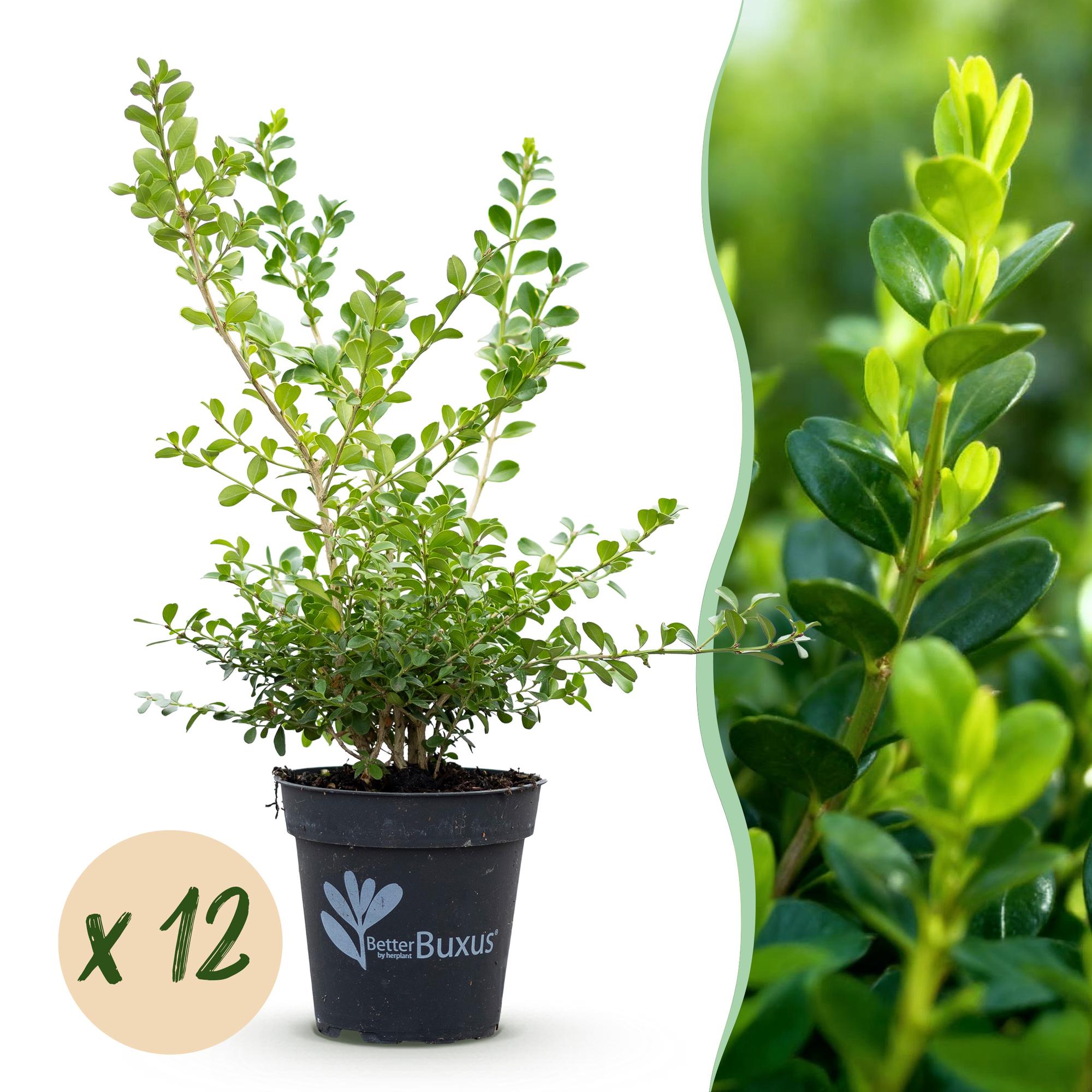 Buxus Haag - BetterBuxus Babylon Beauty - Resistant tegen de Buxus schimmel - 12 planten - 2 strekkende meter - pot 13cm hoogte 30-35