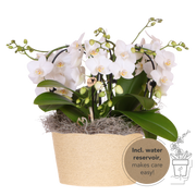 Kolibri Orchids | Witte Jungle Bouquet Niagara Fall in Reed Basket