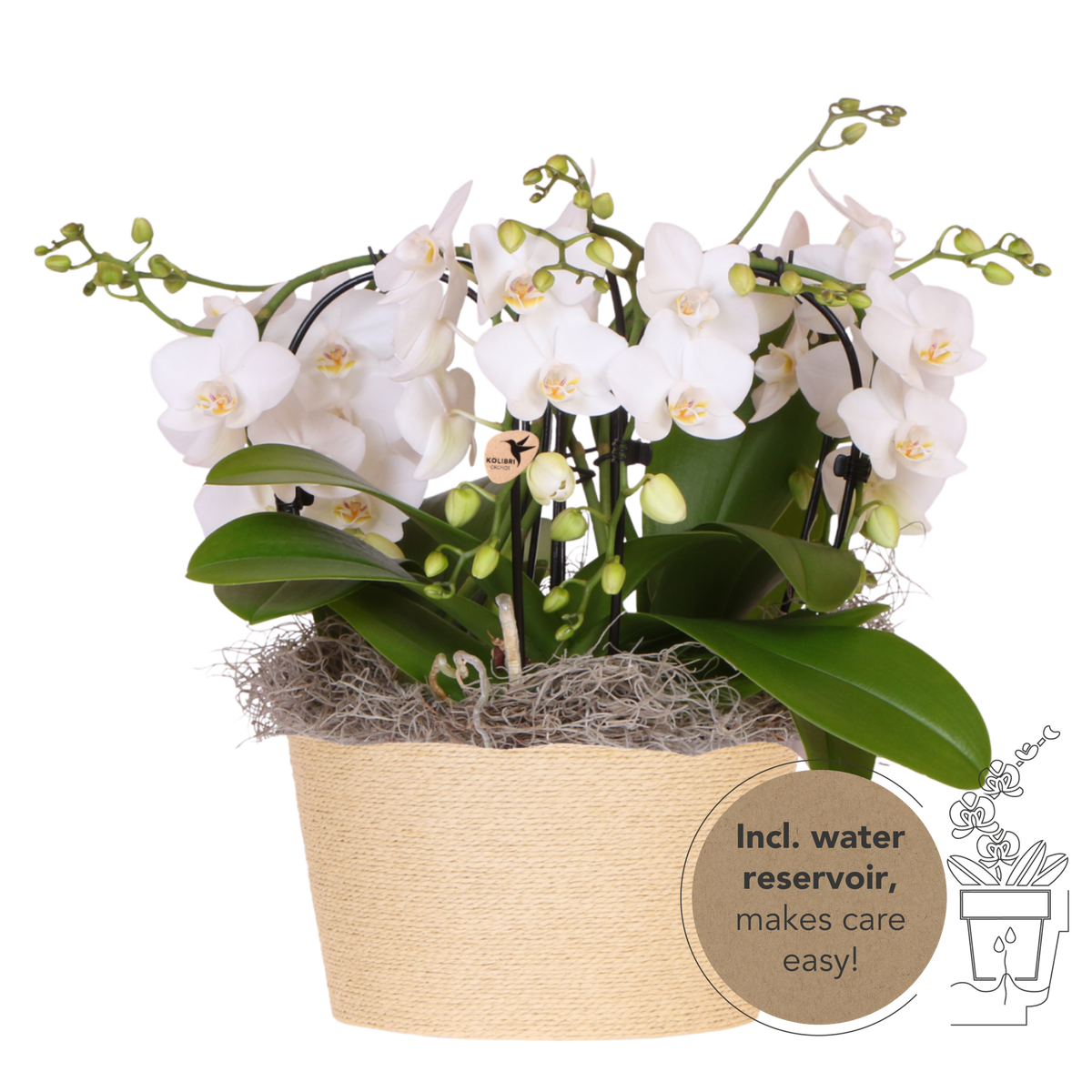 Kolibri Orchids | Witte Jungle Bouquet Niagara Fall in Reed Basket