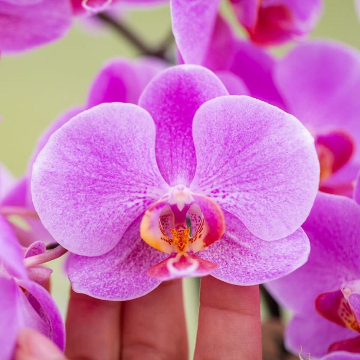 Kolibri Orchids | Combi Deal - 2 Roze-Paarse Phalaenopsis Orchideeën Mineral Frederikstad - Ø9 cm