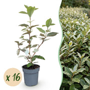 Eleagnus ebbingei Compacta - Olijfwilg 16x - Haagplanten - Groenblijvend - Grijs - Pot 9cm - Hoogte 25-35cm