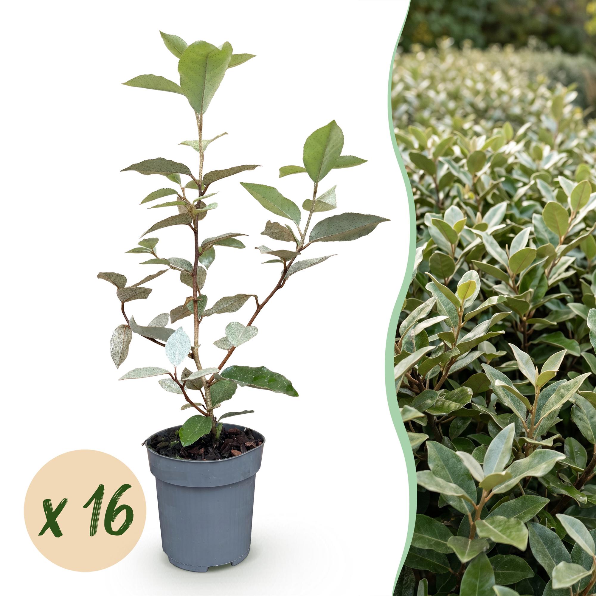 Eleagnus ebbingei Compacta - Olijfwilg 16x - Haagplanten - Groenblijvend - Grijs - Pot 9cm - Hoogte 25-35cm