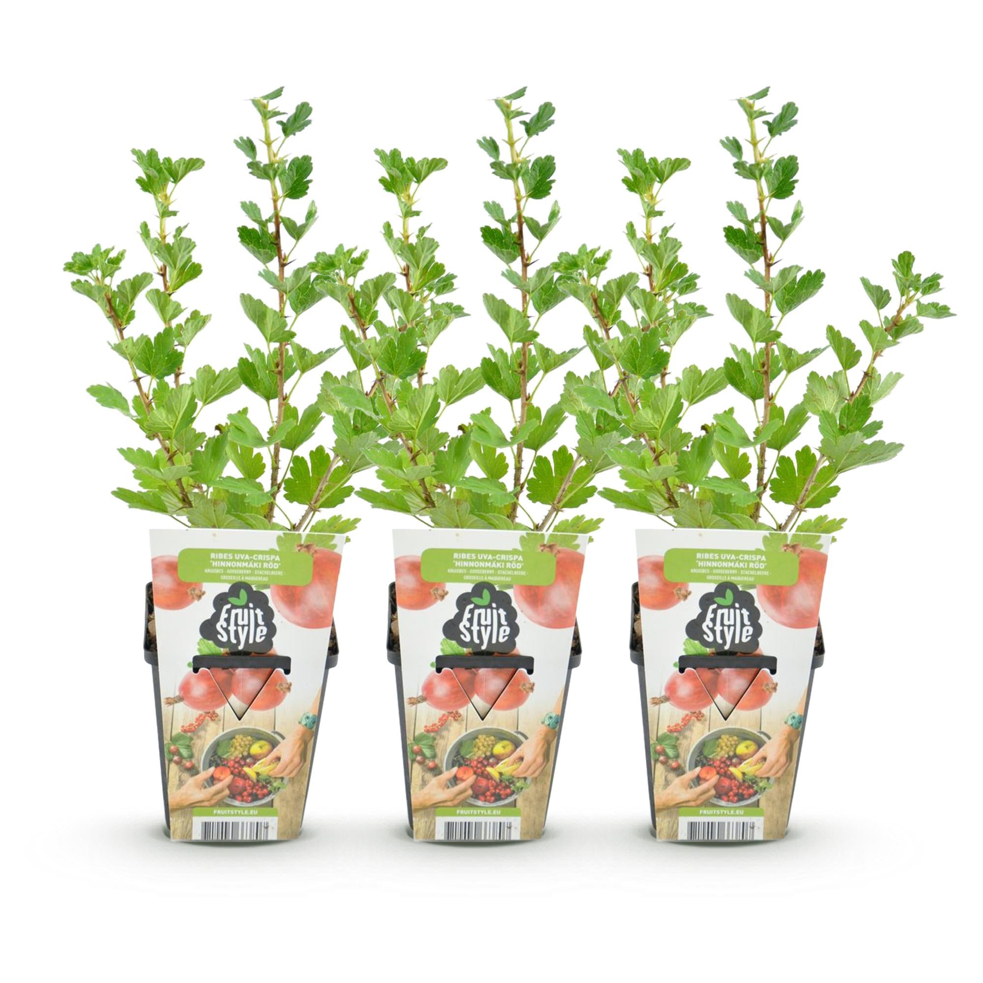 Kruisbes - Ribes uva-crispa Hinnonmaki Rod - Winterhard - 3 Planten - Pot 9 cm - Rode Bes