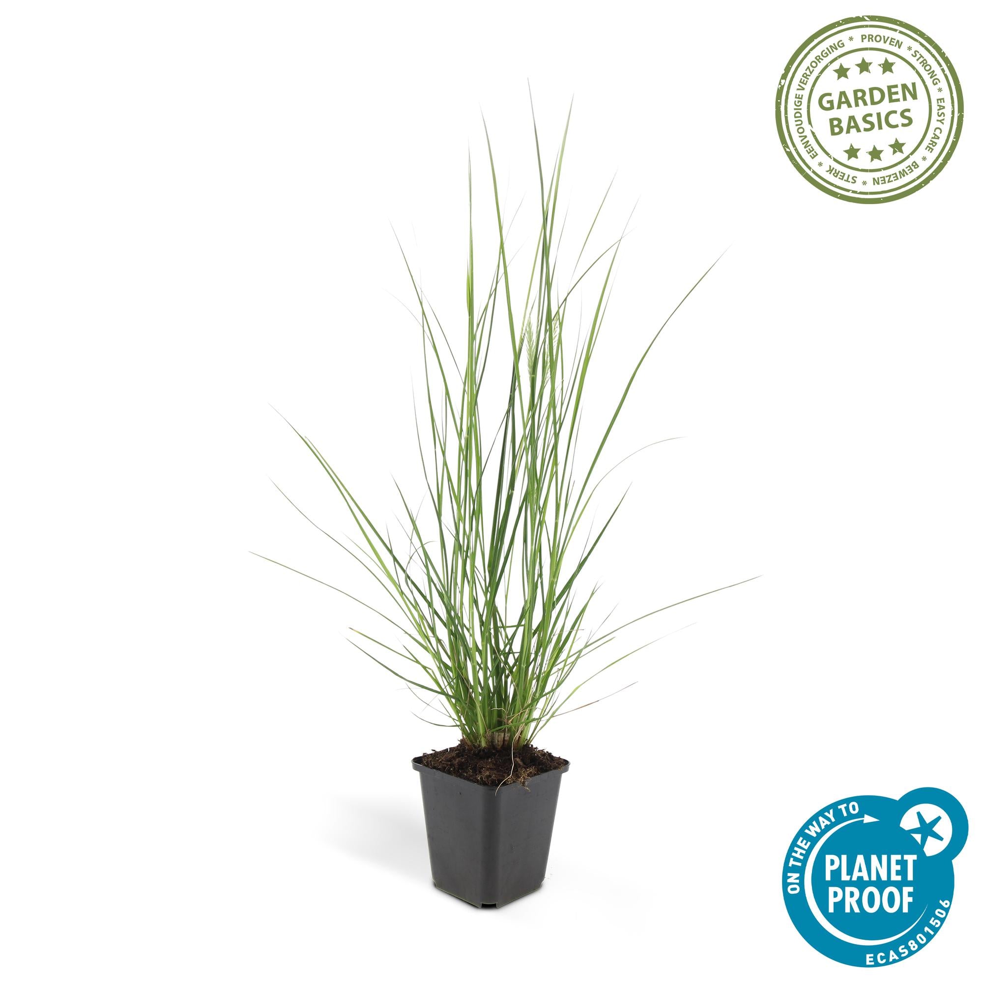 6x Pennisetum alopecuroides 'Hameln' - ↕10-25cm - Ø9cm