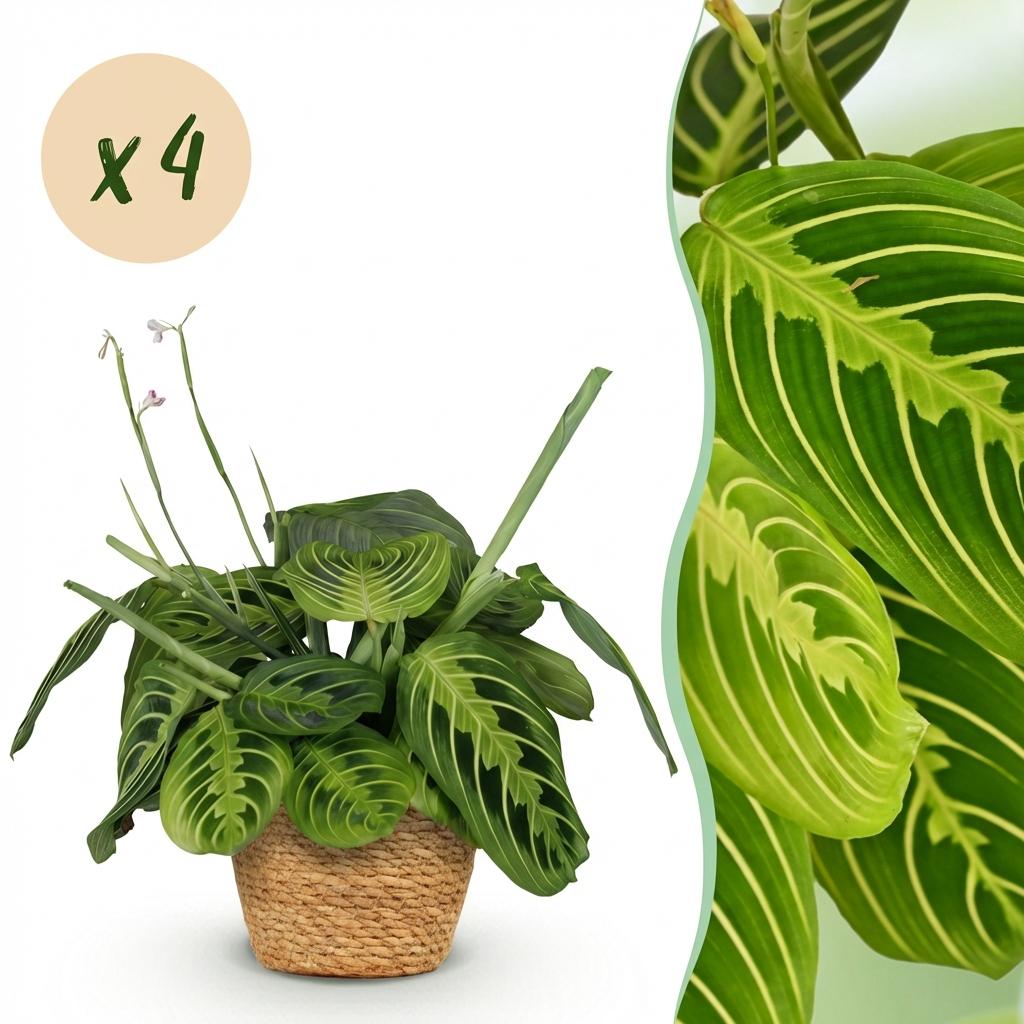 Maranta Fascinator Lemon Lime - Gebedsplant - 4 Planten - met Mand - Pot 12cm - Hoogte 25cm