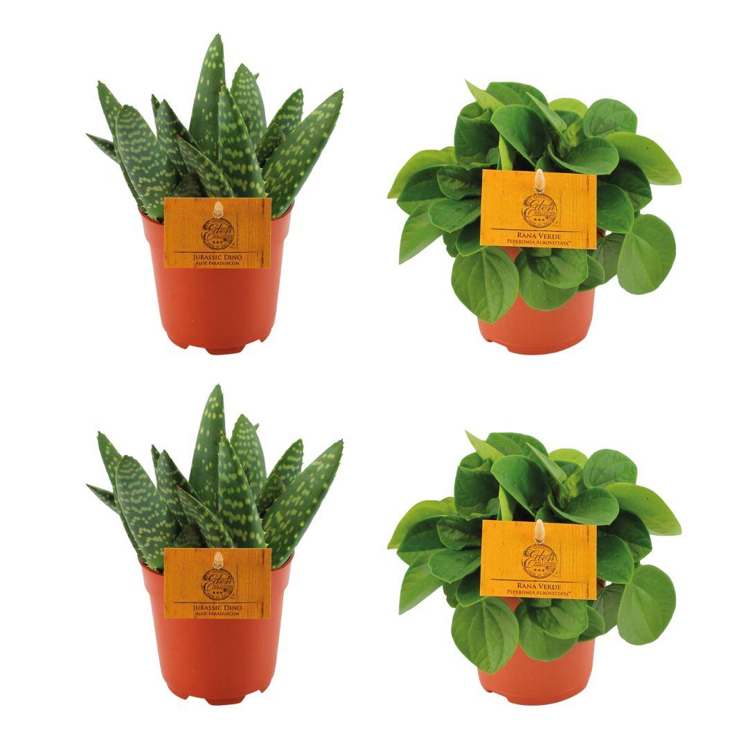 2 Aloe Paradisicum + 2 Peperomia Rana Verde - 4 pièces - Ø10,5 cm - ↕10 cm