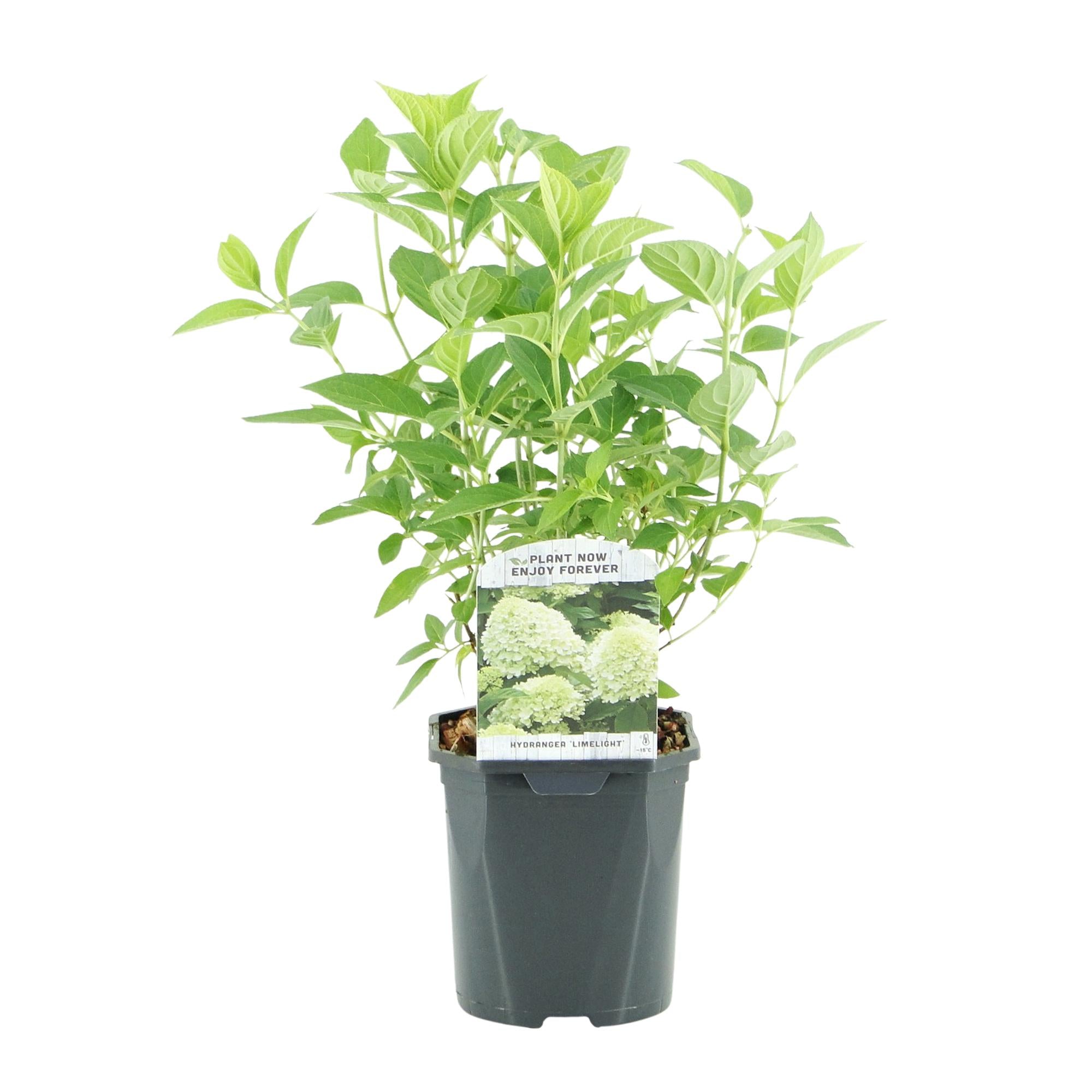 Green boutiQ – Federhortensie (Hydrangea panniculata Limelight) – Cremeweiße Blüten – 3 Pflanzen – 1 m² – Laubabwerfend – Große Blüten – Topf: 17 cm, Höhe: 50 cm