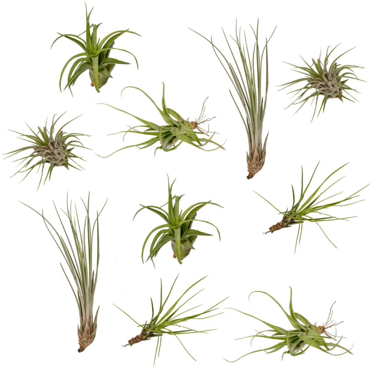 Tillandsia Air mix - 10 pezzi - 6 cm - ø6