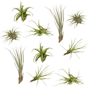 Tillandsia Air mix - 10 pezzi - 6 cm - ø6