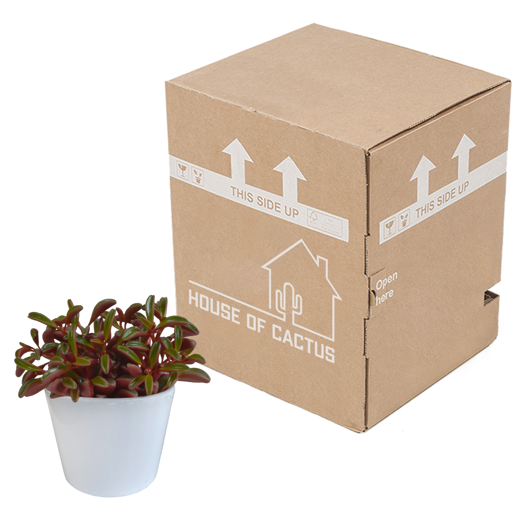 Peperomia graveolens - en maceta blanca