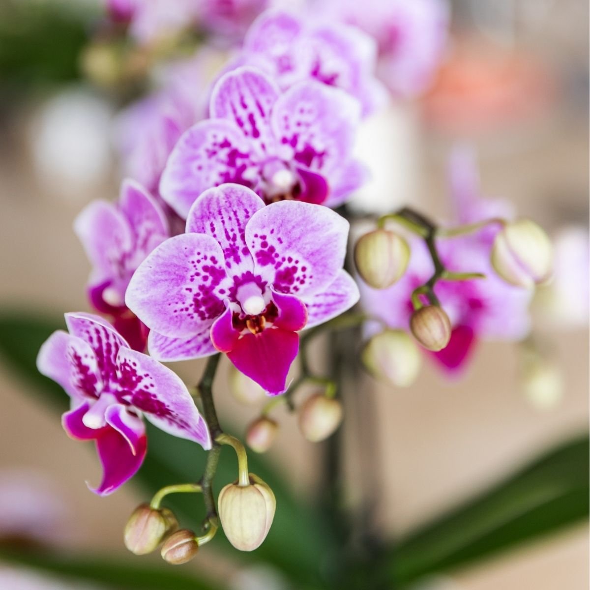 Kolibri Orchids | Roze-paarse Phalaenopsis orchidee - Diamond El Salvador - Ø9cm